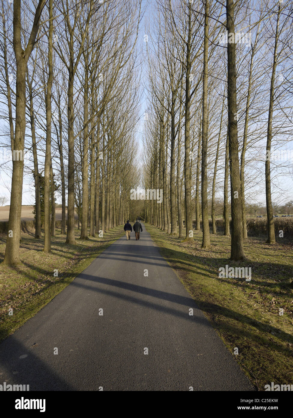 trees avenue road lane country countryside rural estate grounds winter Stock Photo