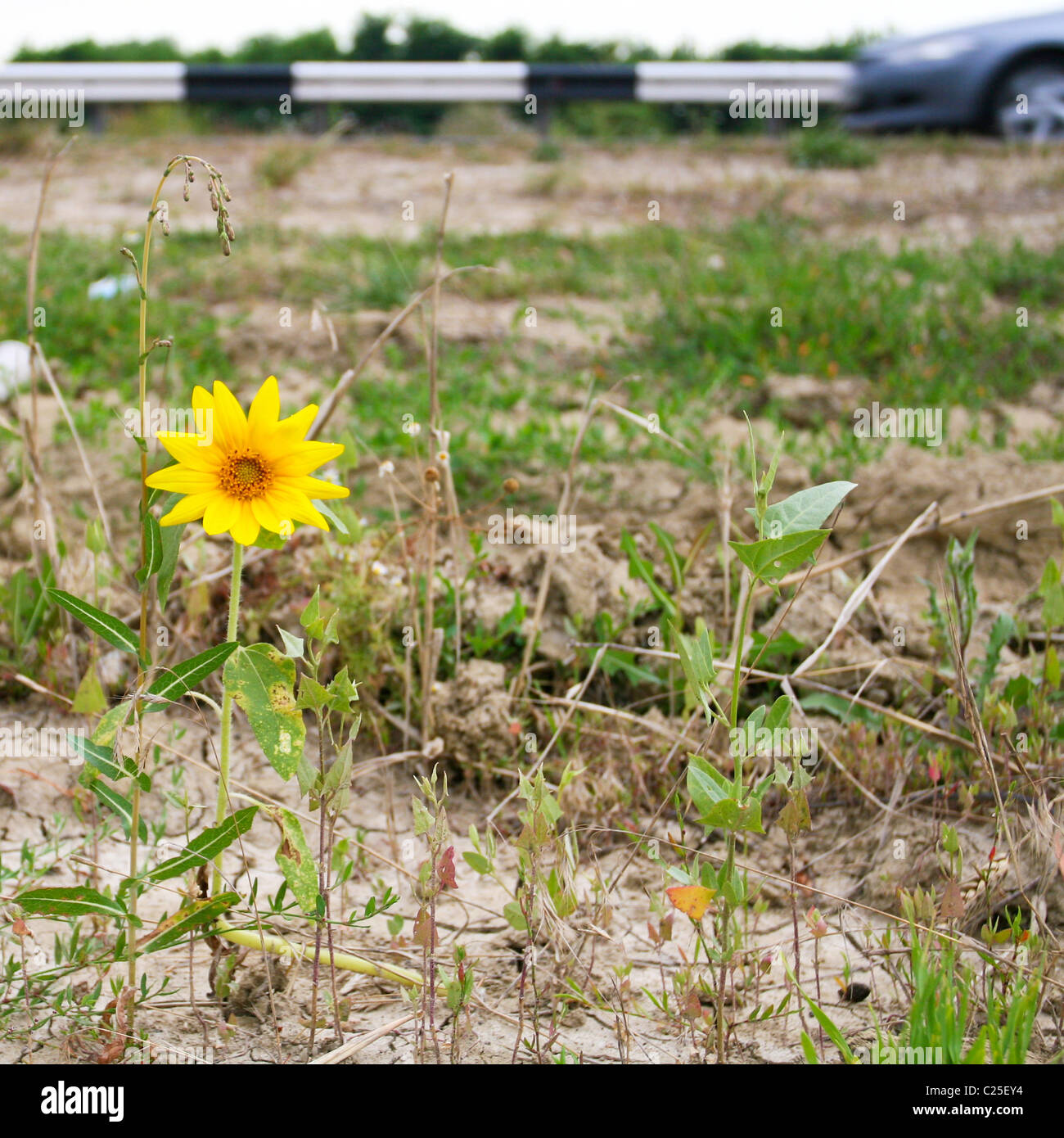 Roadside Sunflower Stand Picture