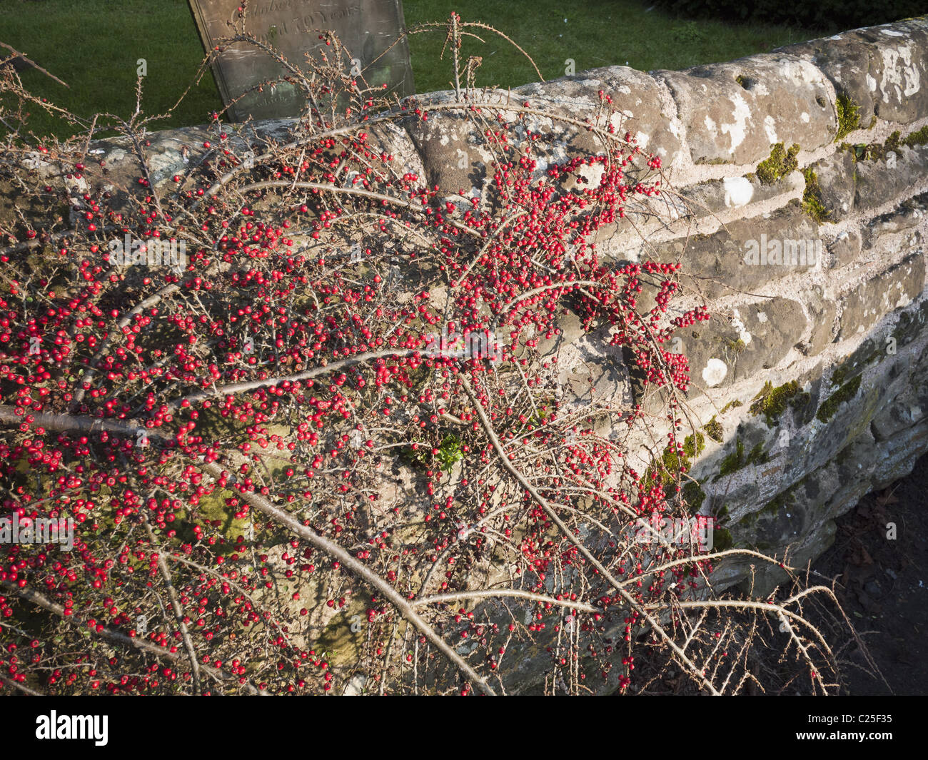 wild flowers wall walled garden Stock Photo Alamy