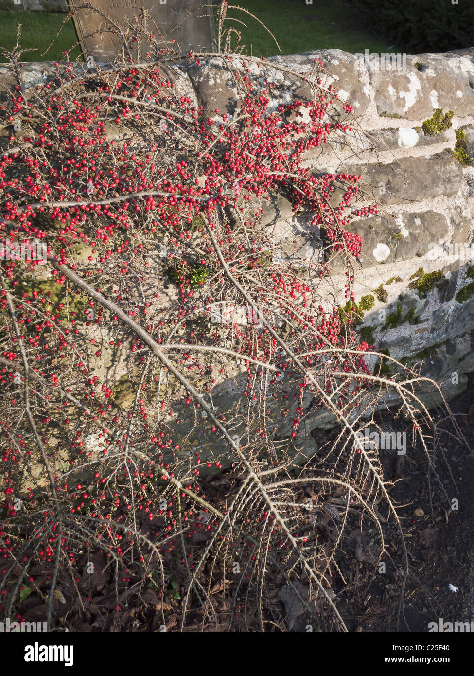 wild flowers wall walled garden Stock Photo Alamy