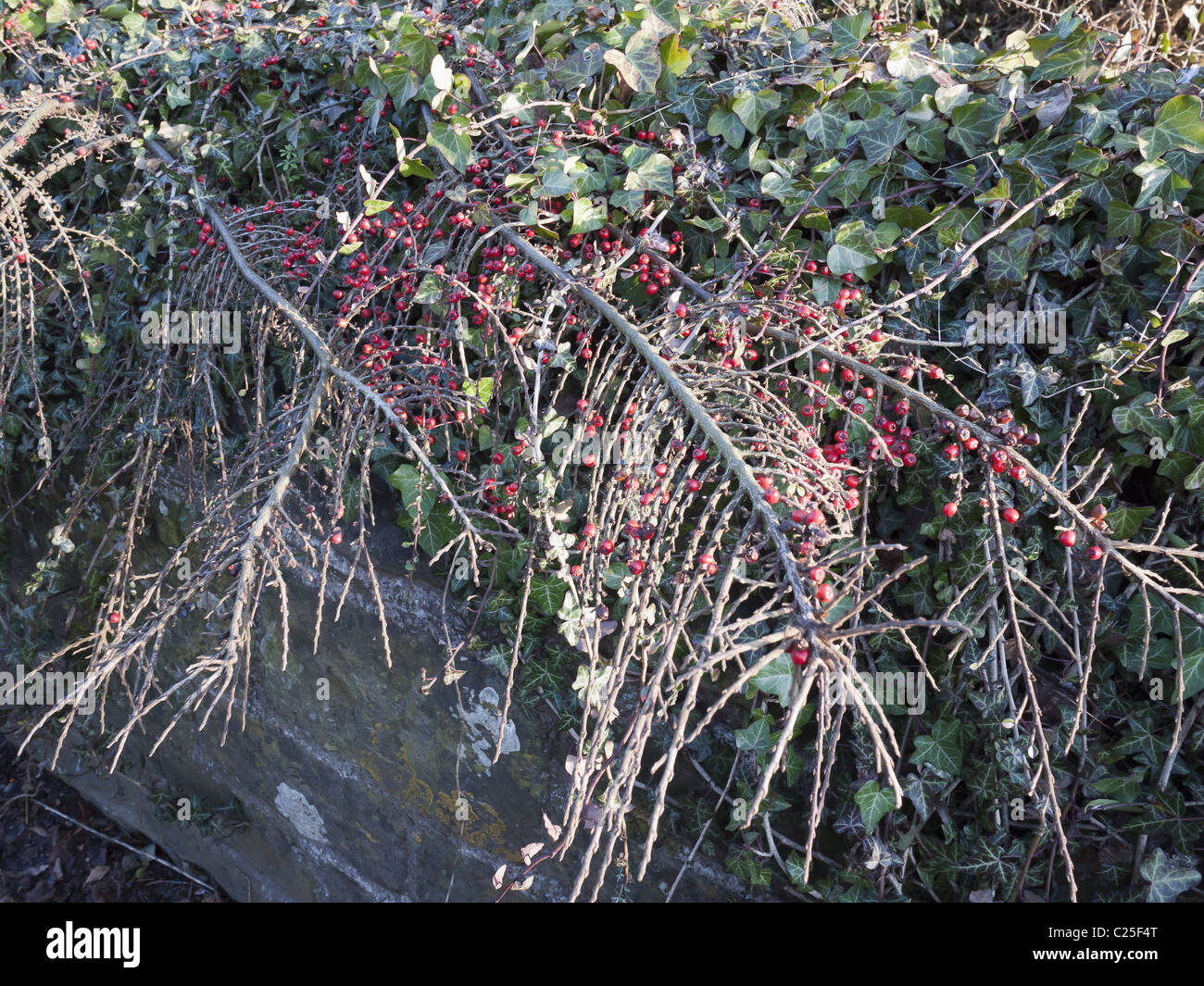wild flowers wall walled garden Stock Photo - Alamy