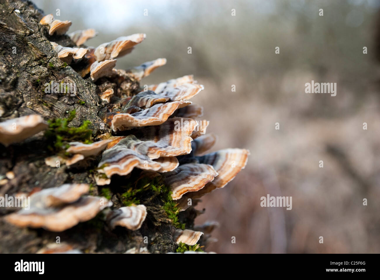 Closeup on shelf mushrooms. Tree Fungus polyporus Stock Photo