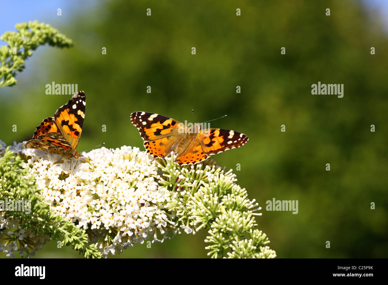 Butterfly cynthia cardui, la belle dame Stock Photo