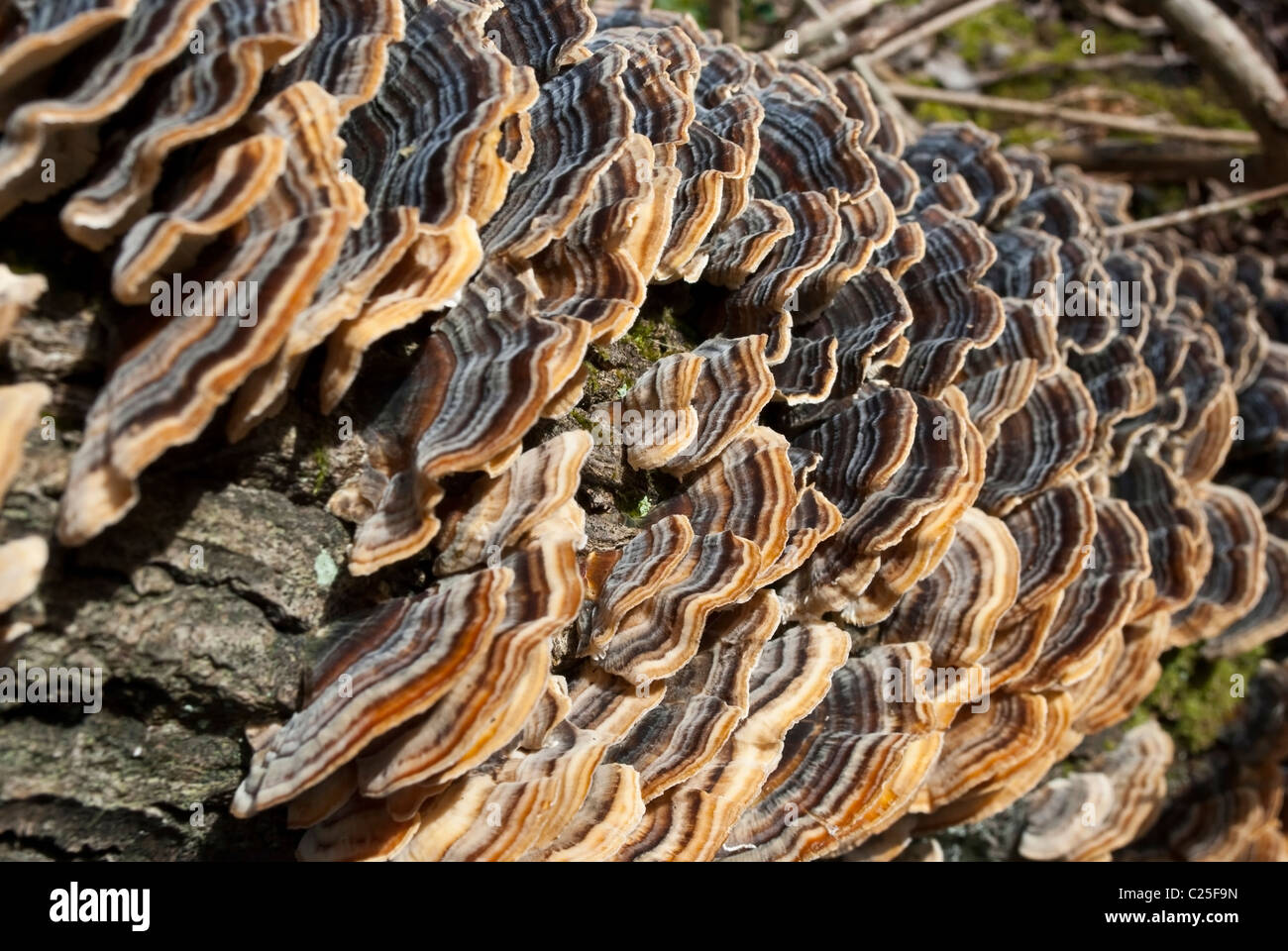 Closeup on shelf mushrooms. Tree Fungus polyporus Stock Photo Alamy