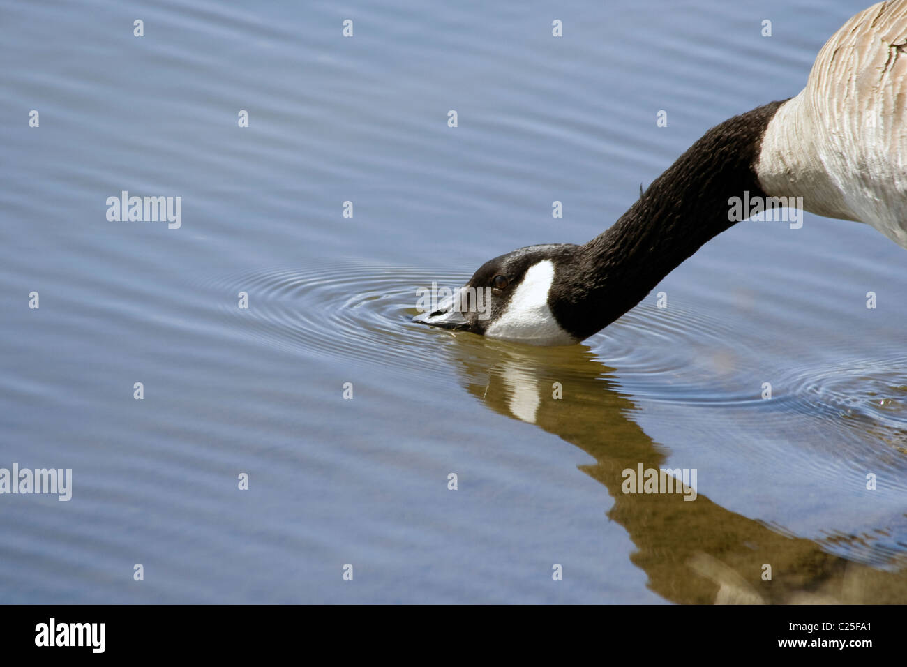Nice goose hi-res stock photography and images - Alamy