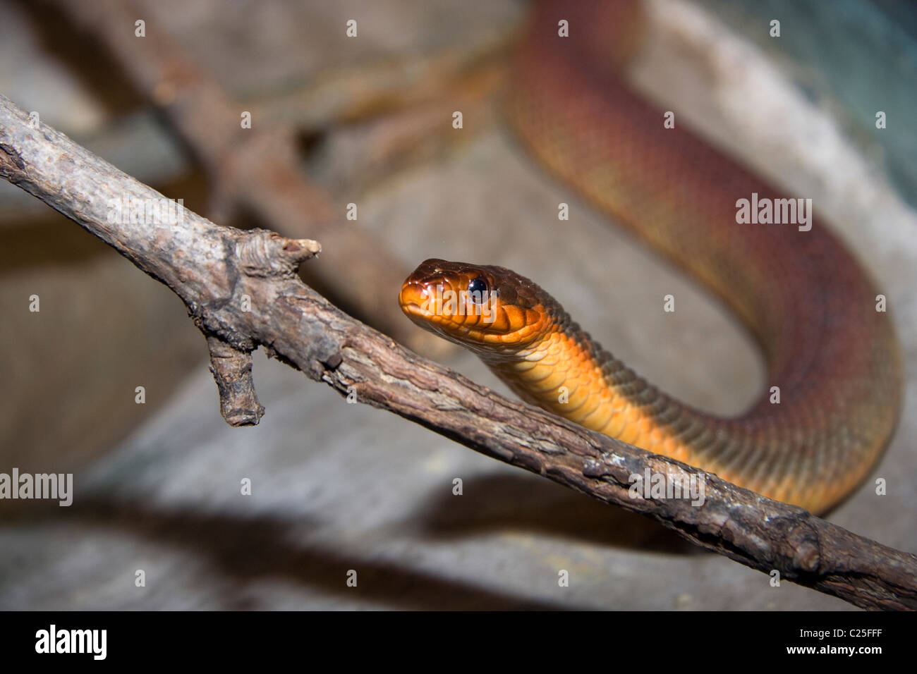 Red-bellied Watersnake (Nerodia erythrogaster) Stock Photo