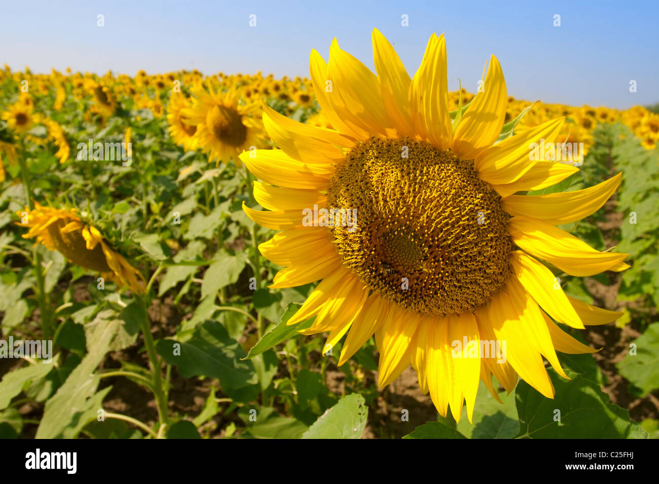 Beautiful sunflowers against blue sky Stock Photo - Alamy
