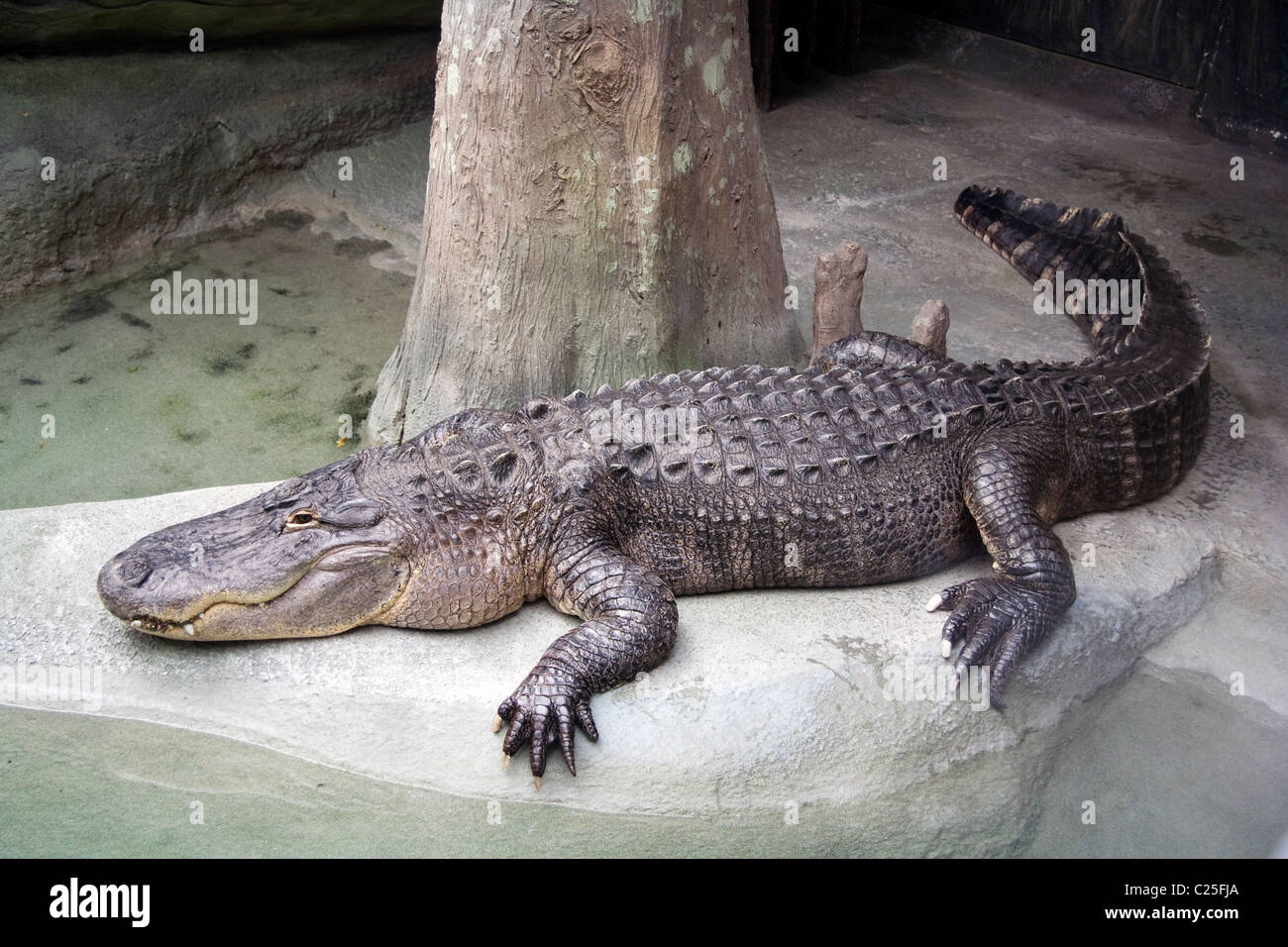 The American alligator (Alligator mississippiensis) Stock Photo