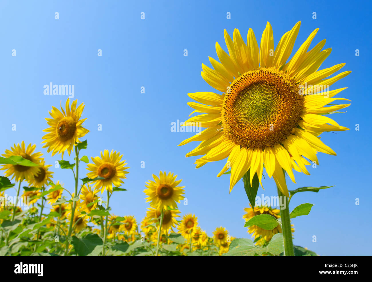 Beautiful sunflowers against blue sky Stock Photo - Alamy