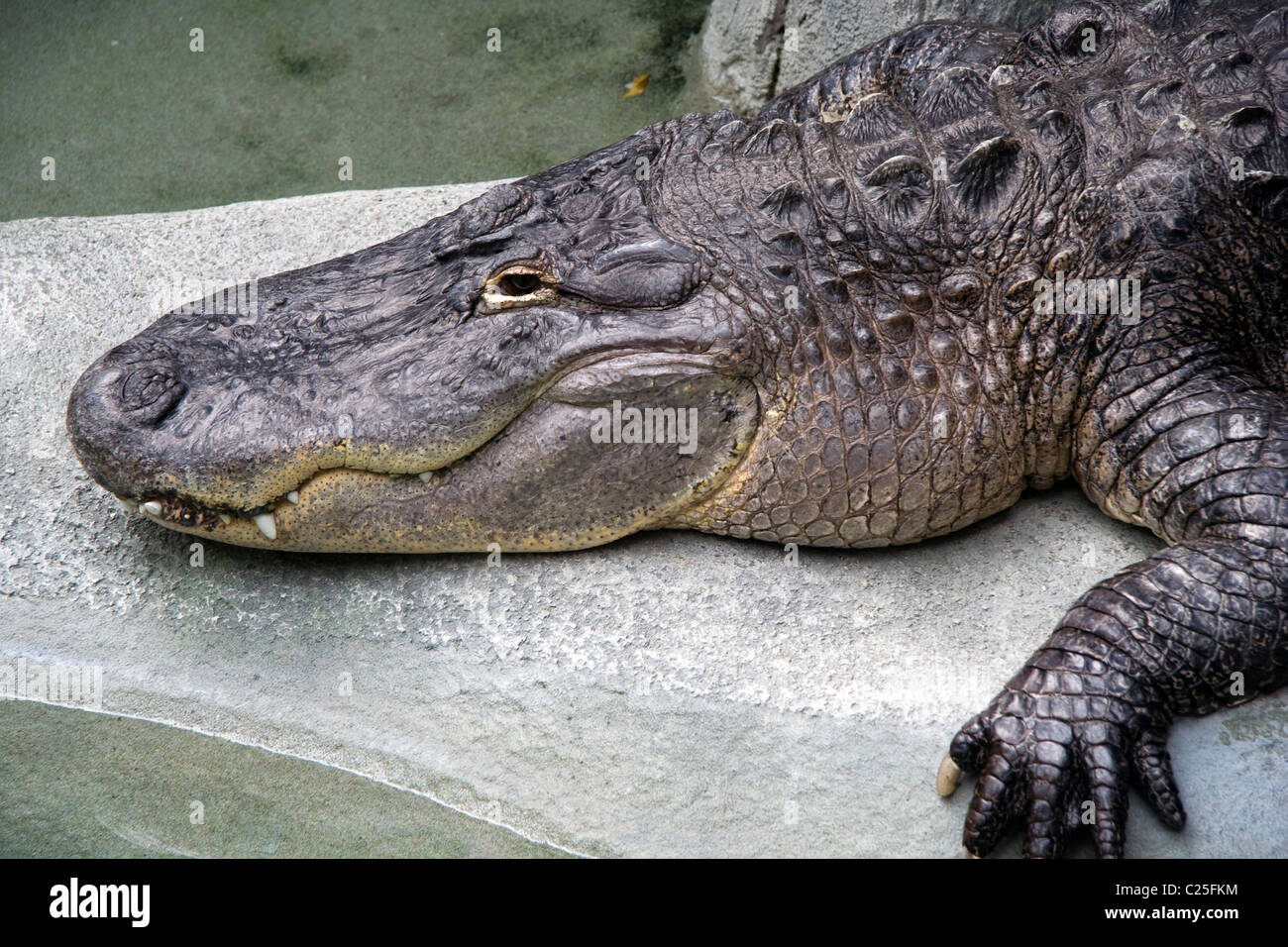 The American alligator (Alligator mississippiensis), Stock Photo