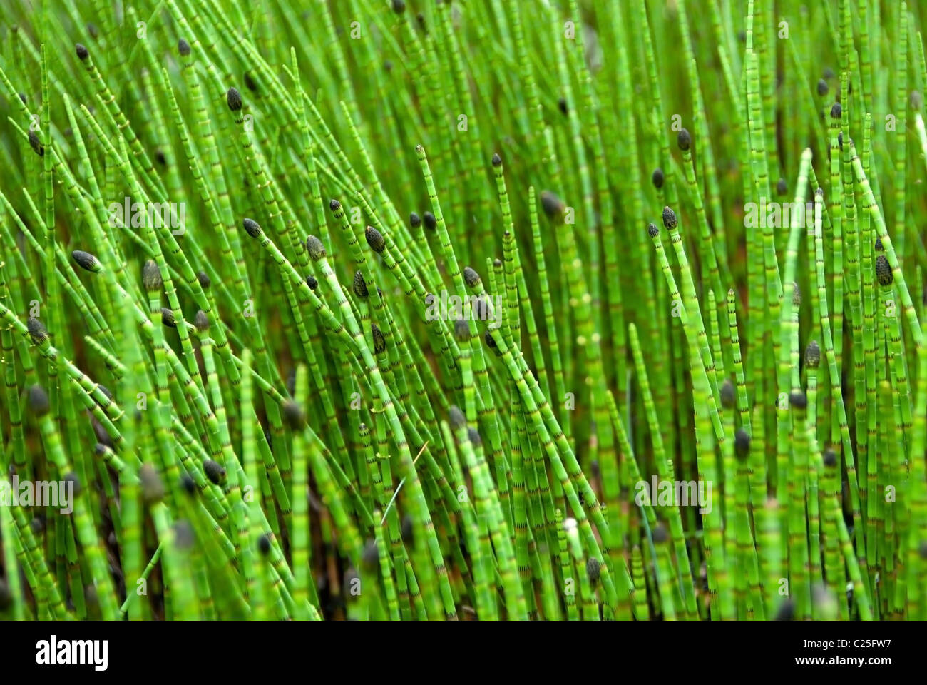 Wet grass in swamp focus hi-res stock photography and images - Alamy