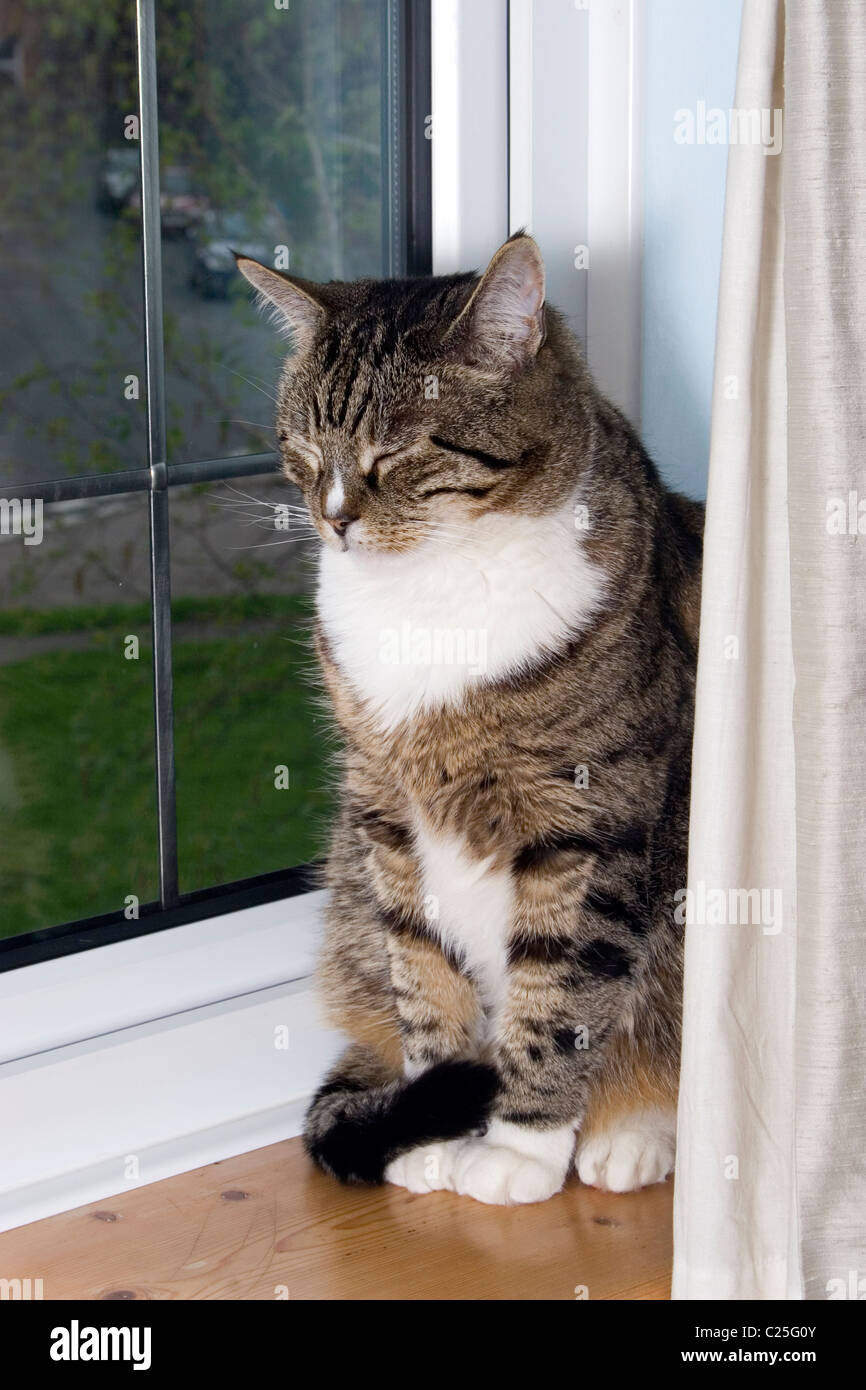 cat sitting on window sill Stock Photo Alamy
