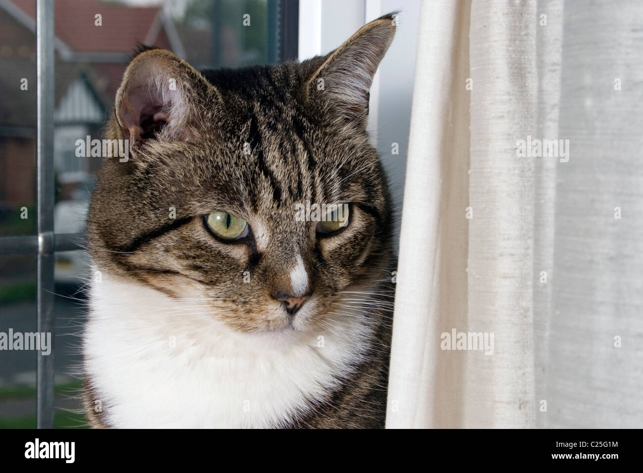 cat sitting on window sill Stock Photo Alamy