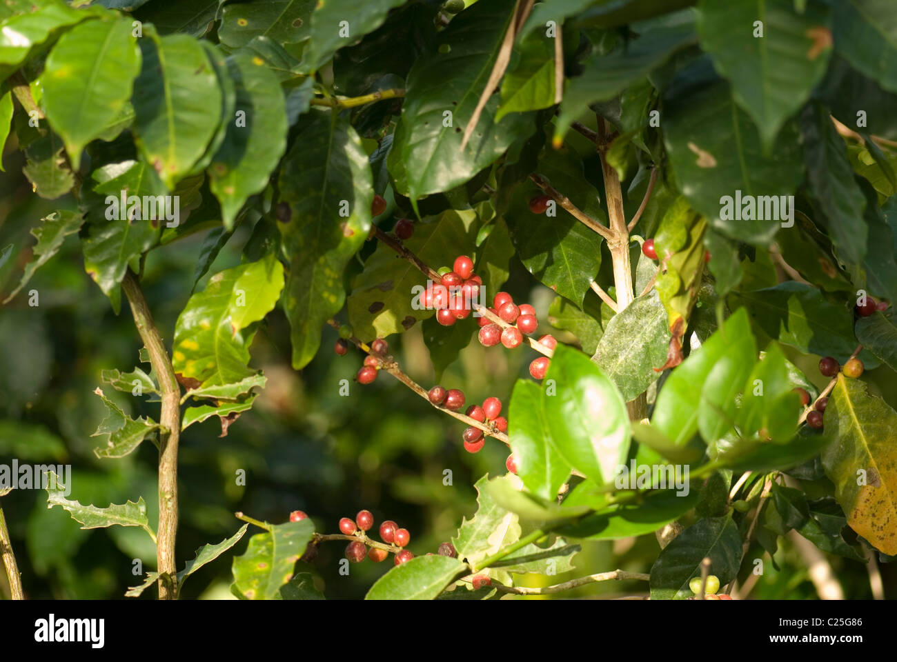 Ripe coffee cherries ready to be picked ,San Isidro de San Ramon, Costa Rica Stock Photo