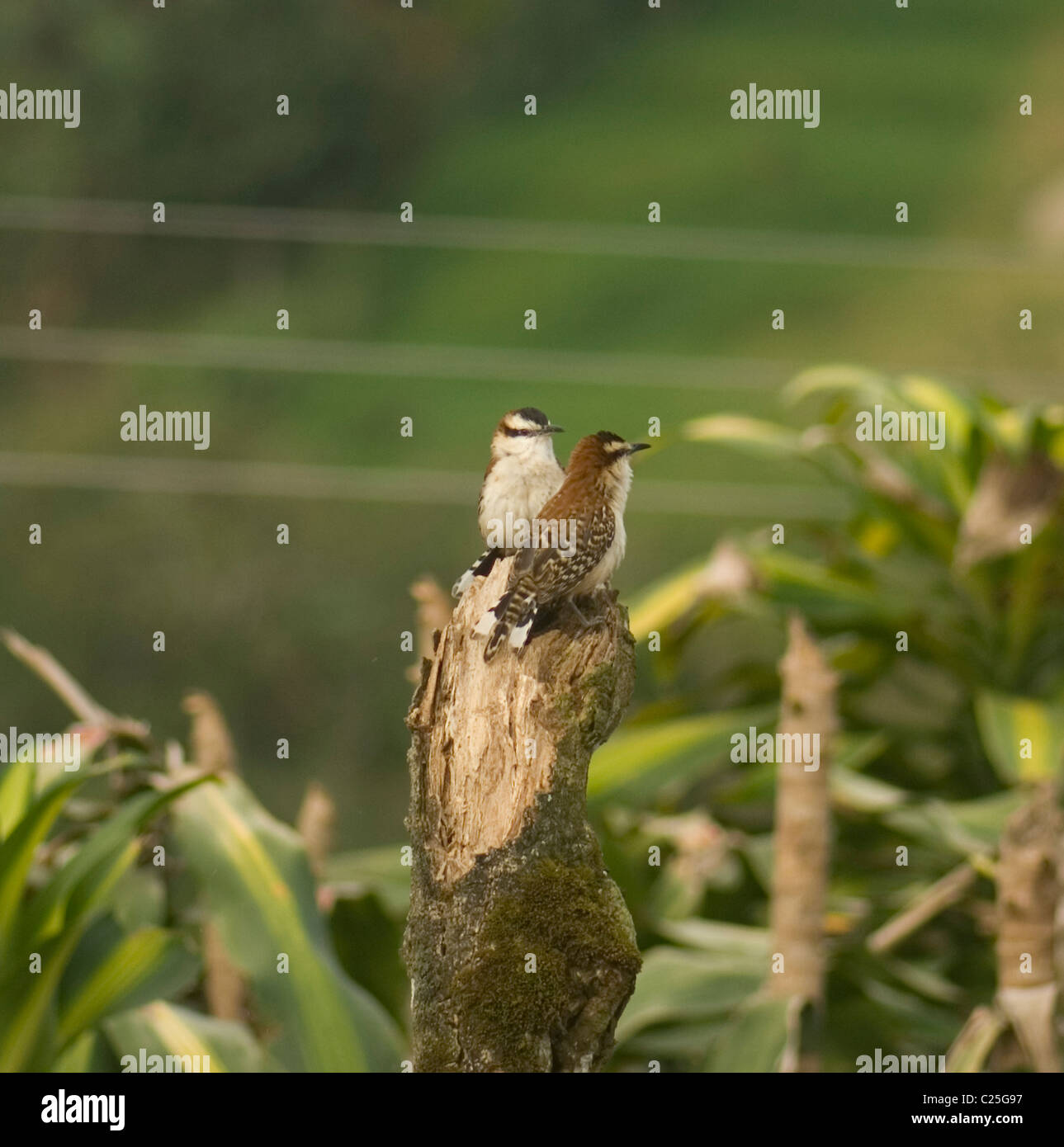 Pair of Rufous Crested Wrens sitting on a stump among the coffee and Cana India. Stock Photo