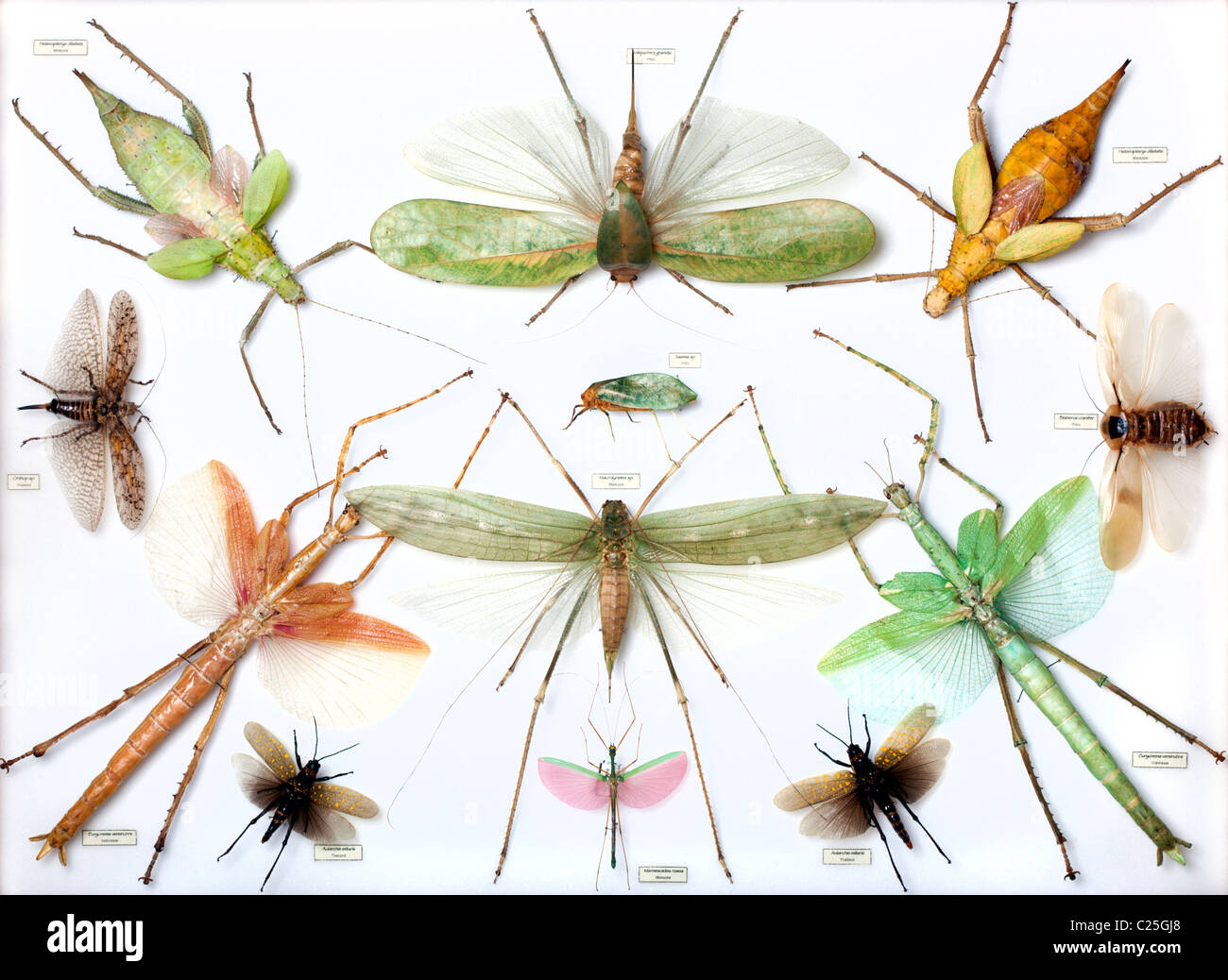 Collection of walkingsticks and grasshoppers Stock Photo