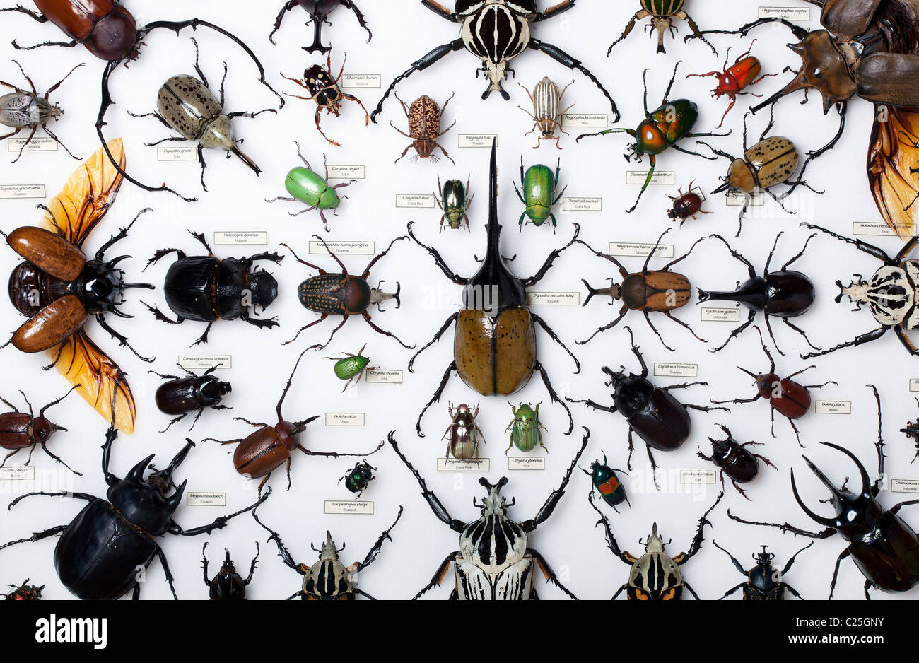 display of scarab beetles Stock Photo