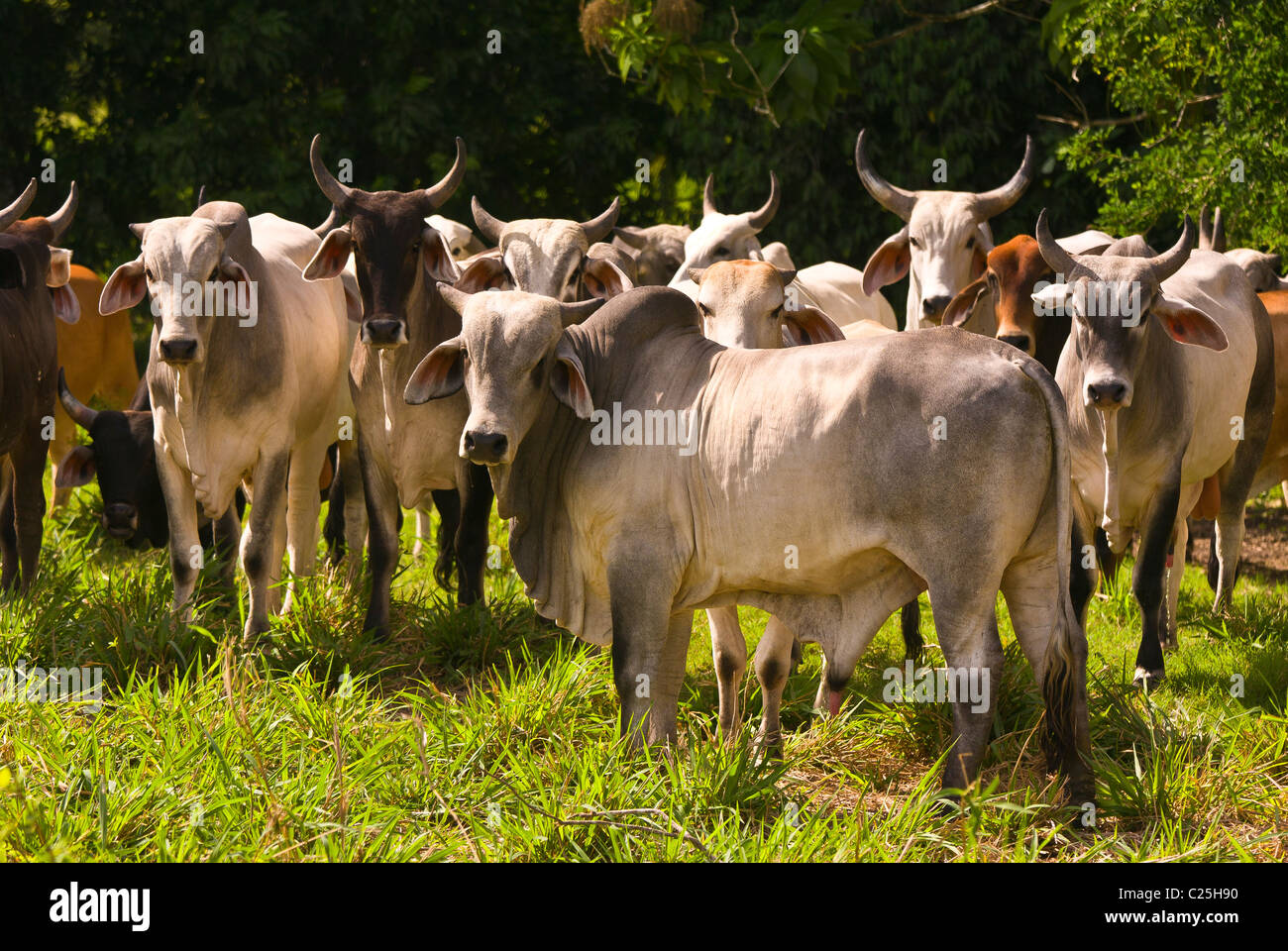 PETEN, GUATEMALA - Zebu cattle in pasture. Zebu cattle are better ...