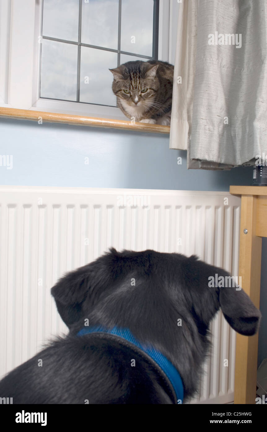 Dog and cat fighting hires stock photography and images Alamy
