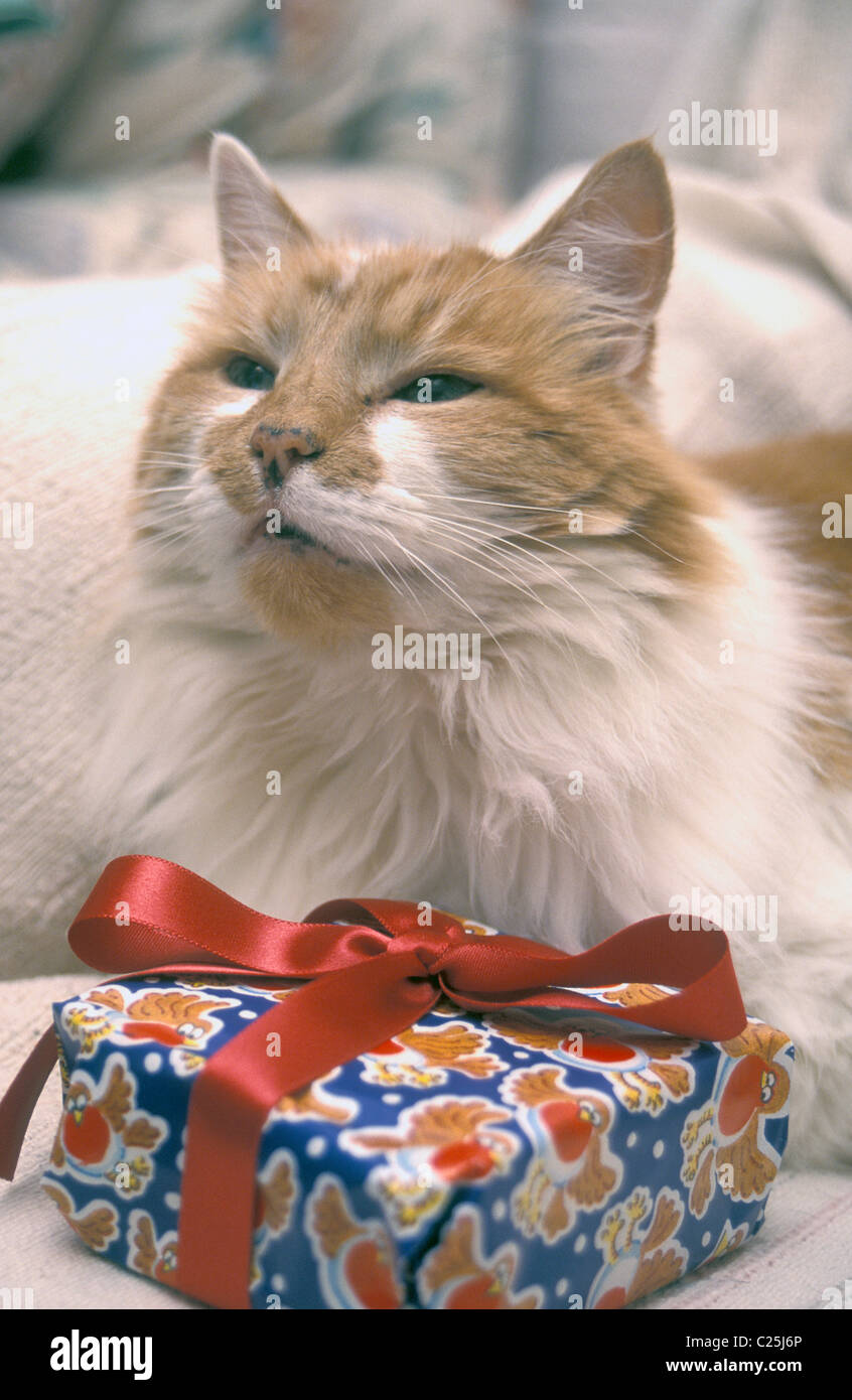 geriatric cat with christmas gift Stock Photo Alamy