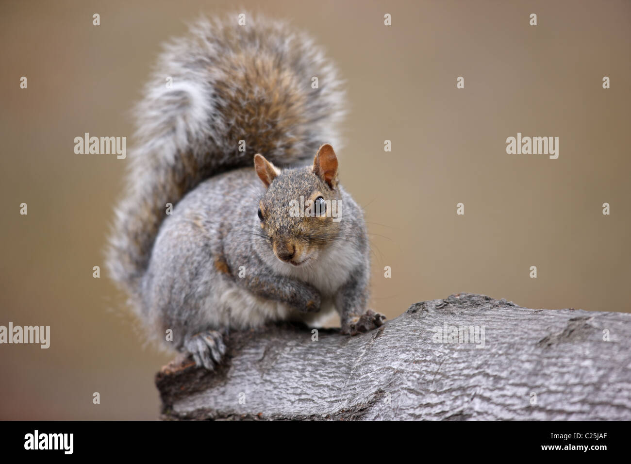 Eastern Gray Squirrel (Sciurus carolinensis) Stock Photo