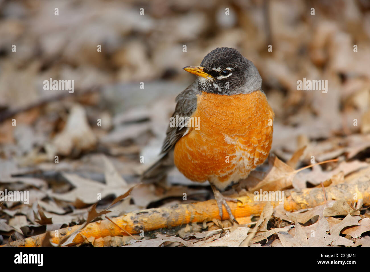 American Robin (Turdus migratorius migratorius), Eastern subspecies, male resting on the ground Stock Photo