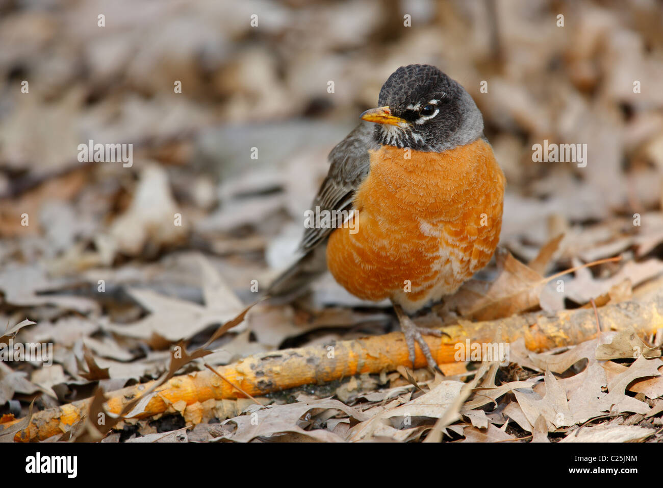 American Robin (Turdus migratorius migratorius), Eastern subspecies, male resting on the ground Stock Photo