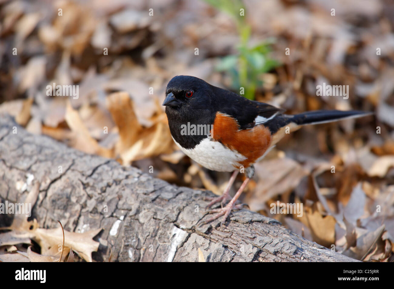 Eastern Towhee (Pipilo erythropthalmus erythropthalmus), Red-eyed subspecies, male Stock Photo