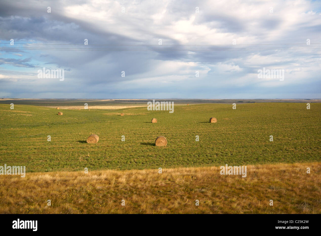 A portrait shot of round hay bails in a western Alberta field early in