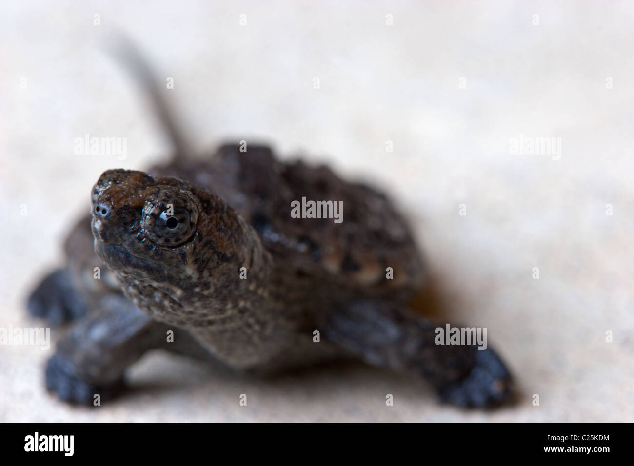 baby snapping turtles turtle reptile shell animal Stock Photo