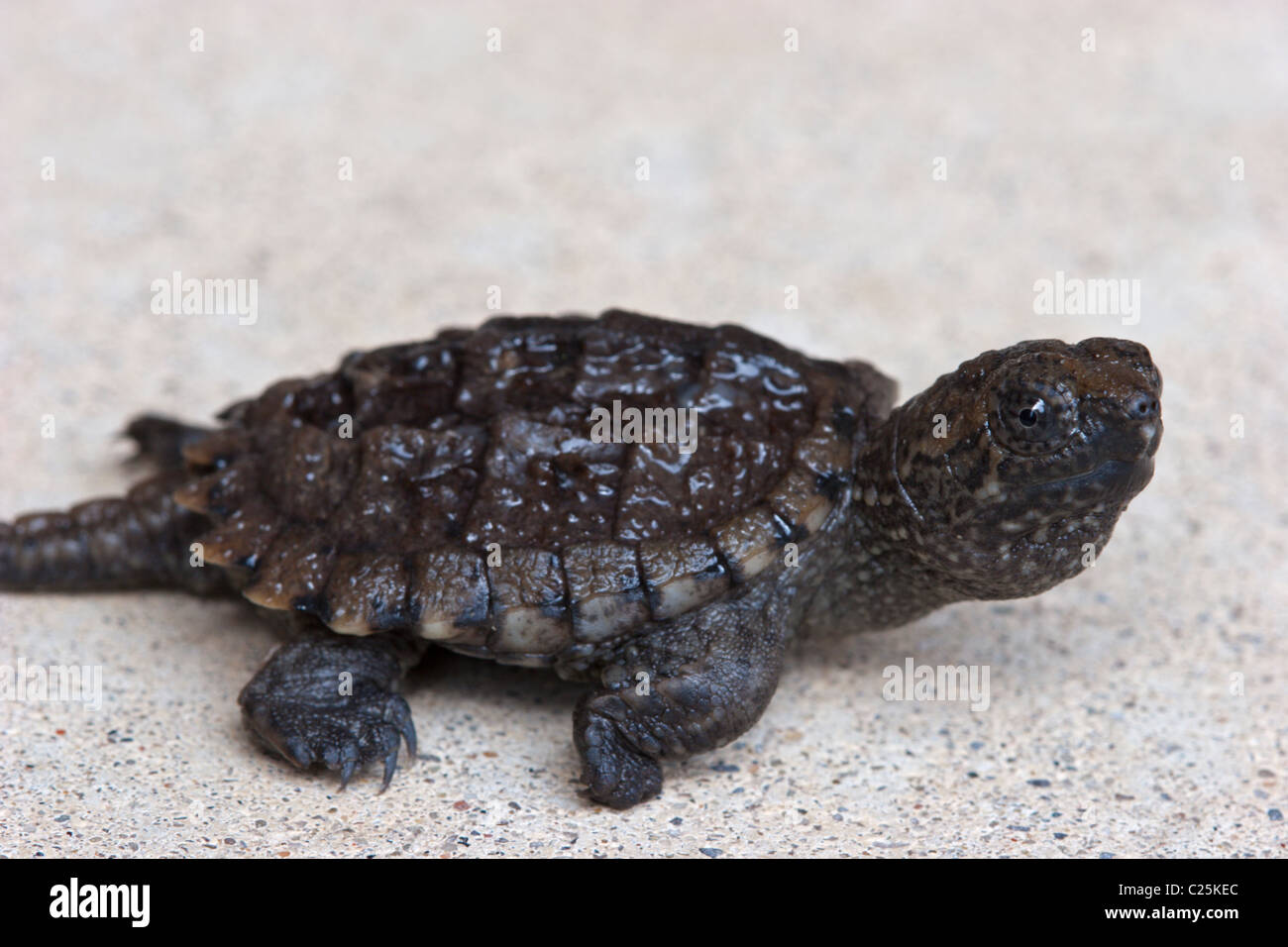 baby snapping turtles turtle reptile shell animal Stock Photo