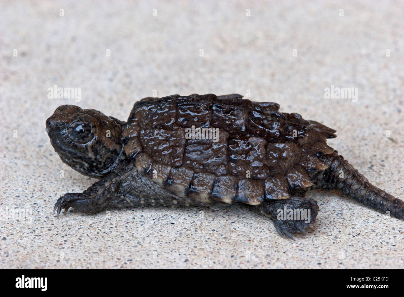 baby snapping turtles turtle reptile shell animal Stock Photo