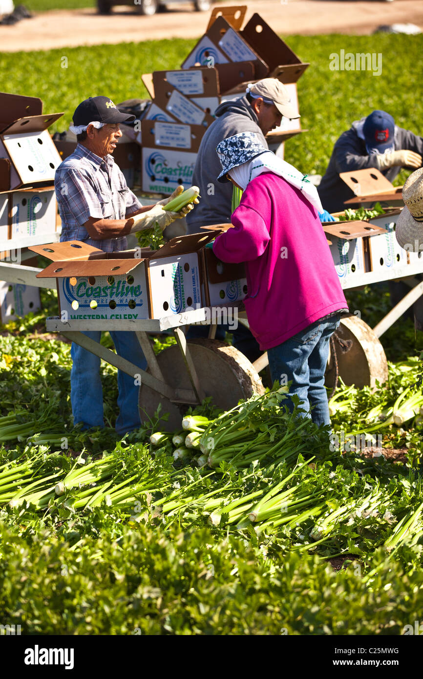 Mexican agriculture workers harvest celery in the Imperial Valley