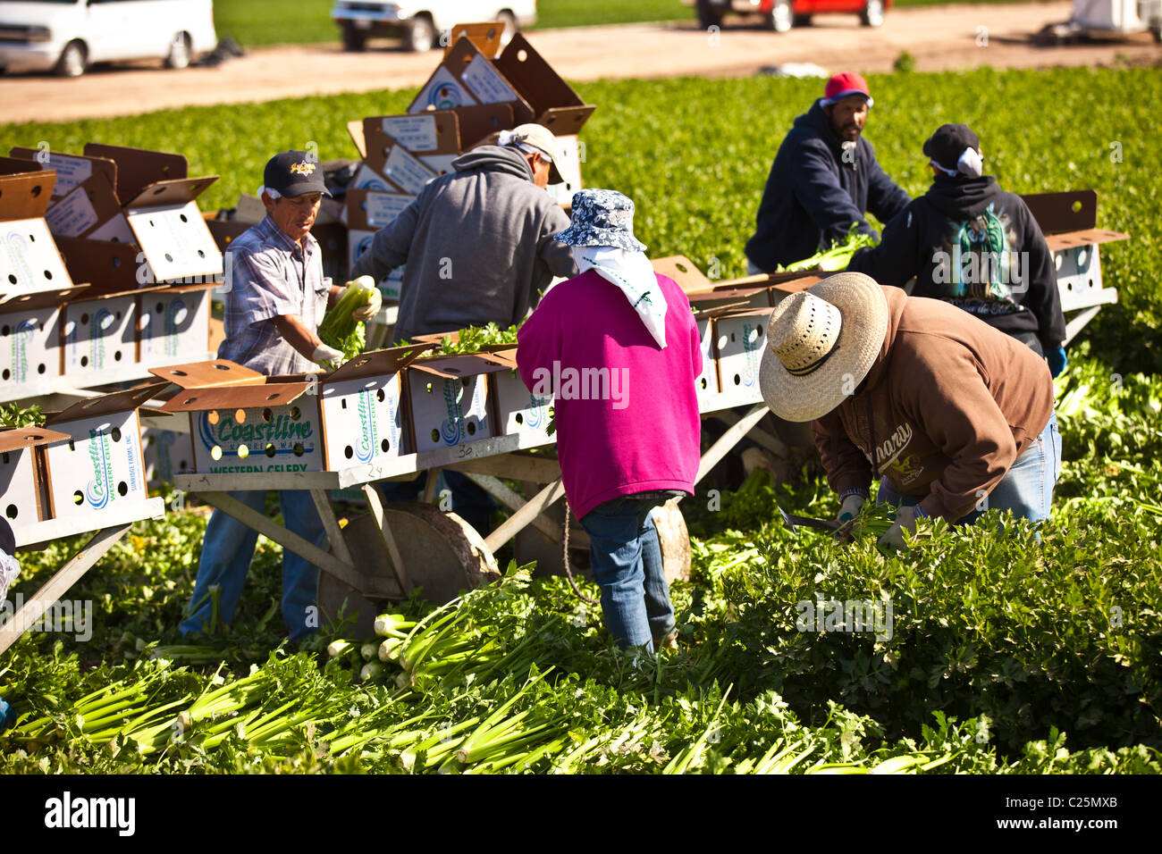 Mexican agriculture workers harvest celery in the Imperial Valley Niland, CA. Stock Photo