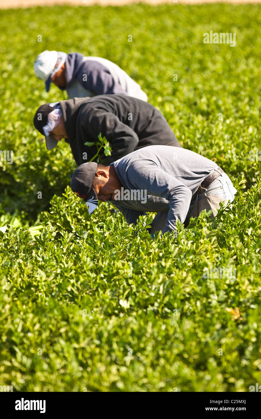 Mexican agriculture workers harvest celery in the Imperial Valley ...