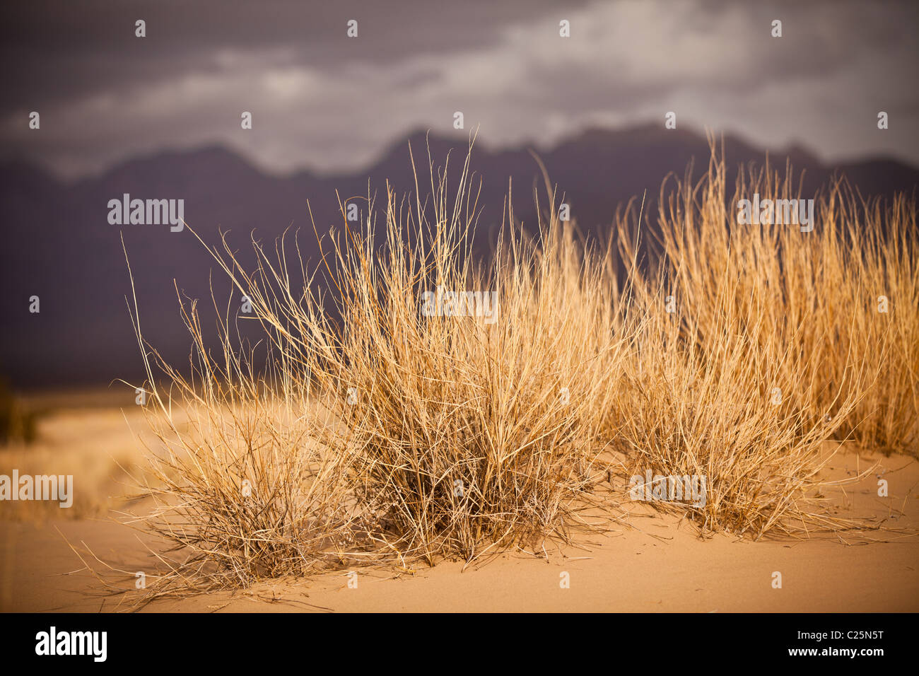 Kelso Dunes in the Mojave Desert in the Mojave National Preserve, Kelso, CA Stock Photo