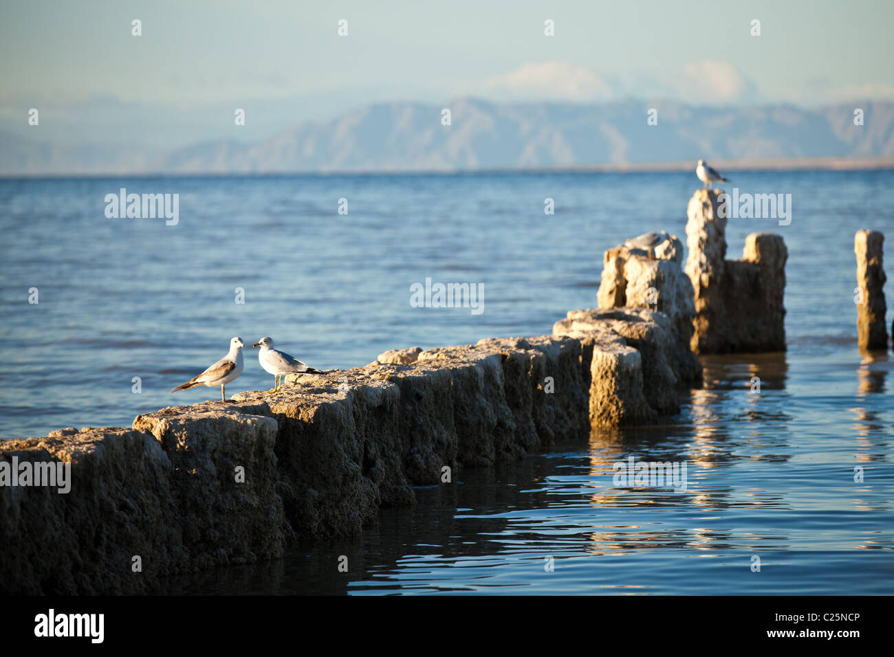 Salt encrusted piers along the coast of the Salton Sea at sunrise Imperial Valley, CA. Stock Photo