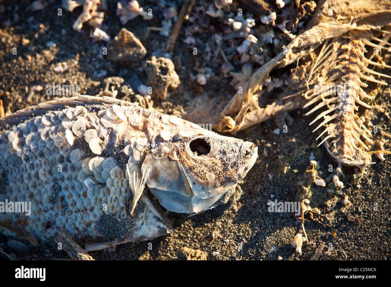 Dead talipia on the coast of the Salton Sea Imperial Valley, CA. Stock Photo