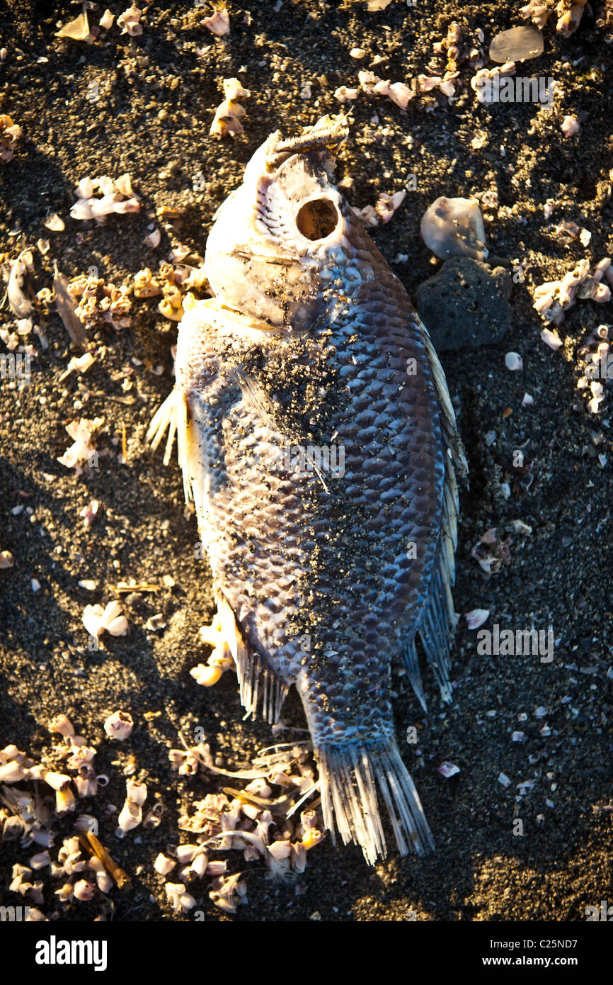 Dead talipia on the coast of the Salton Sea Imperial Valley, CA. Stock Photo