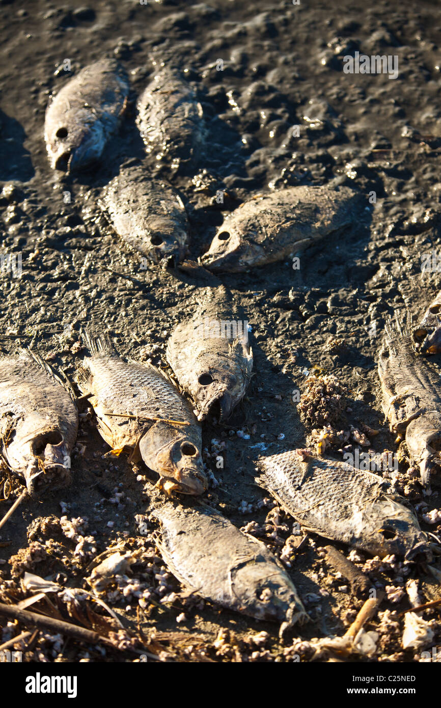 Dead talipia on the coast of the Salton Sea Imperial Valley, CA. The fish die from lack of oxygen and salt concentrations. Stock Photo
