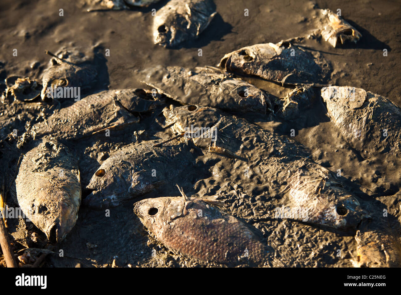 Dead talipia on the coast of the Salton Sea Imperial Valley, CA. The fish die from lack of oxygen and salt concentrations. Stock Photo