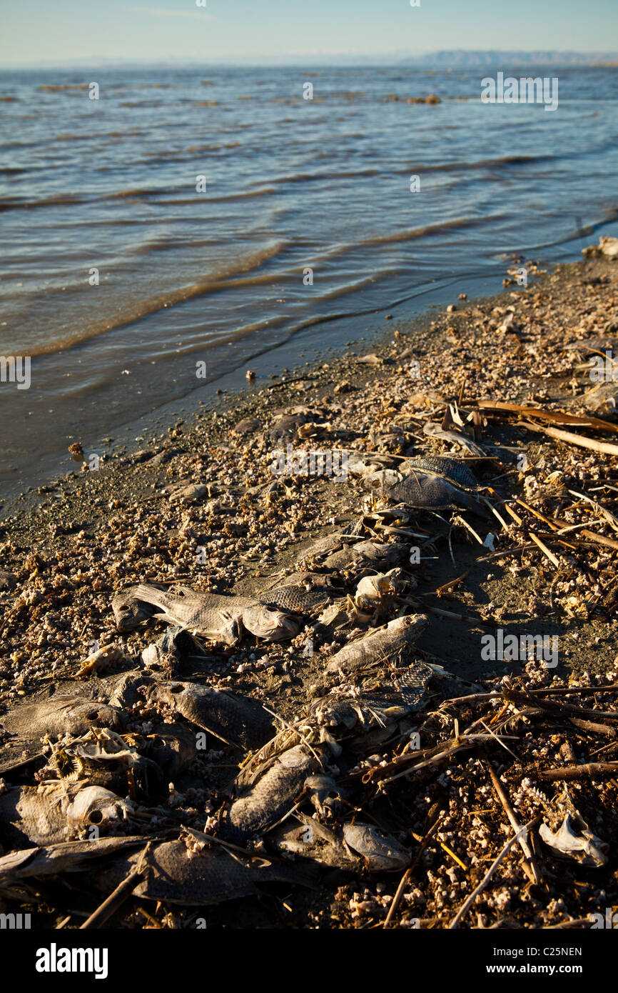 Dead talipia on the coast of the Salton Sea Imperial Valley, CA. The fish die from lack of oxygen and salt concentrations. Stock Photo