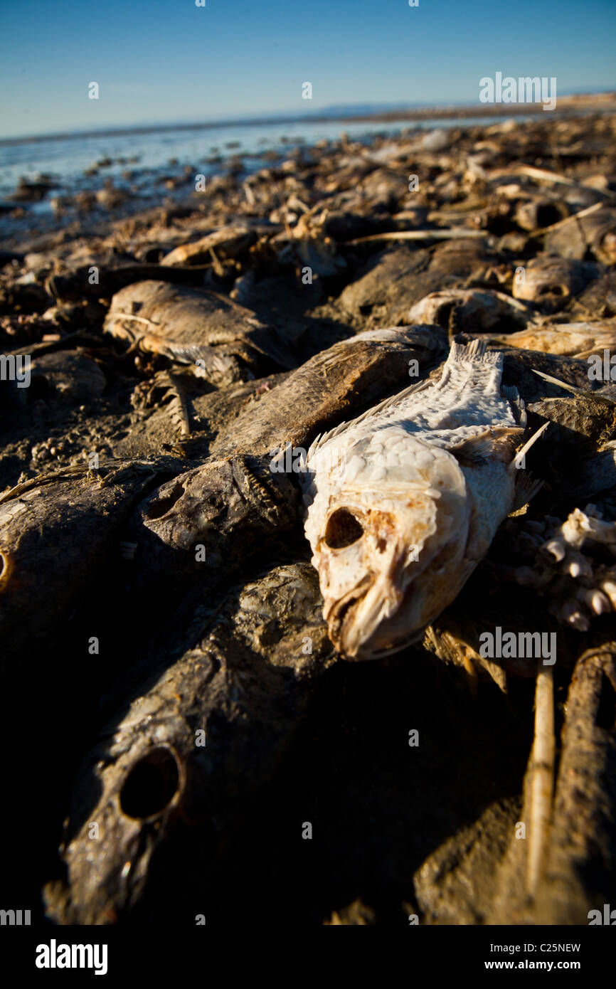 Dead talipia on the coast of the Salton Sea Imperial Valley, CA. The fish die from lack of oxygen and salt concentrations. Stock Photo