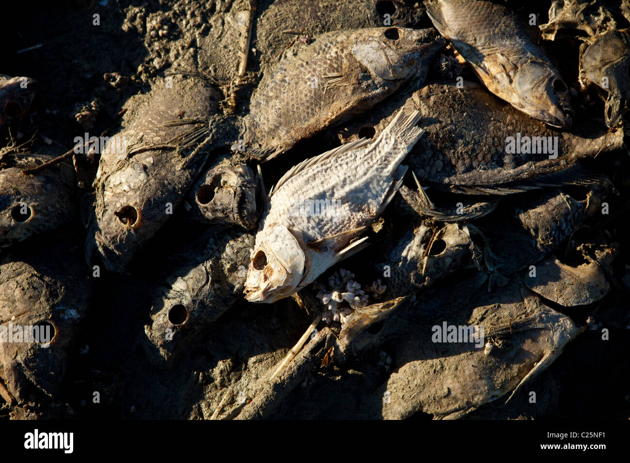 Dead talipia on the coast of the Salton Sea Imperial Valley, CA. The fish die from lack of oxygen and salt concentrations. Stock Photo