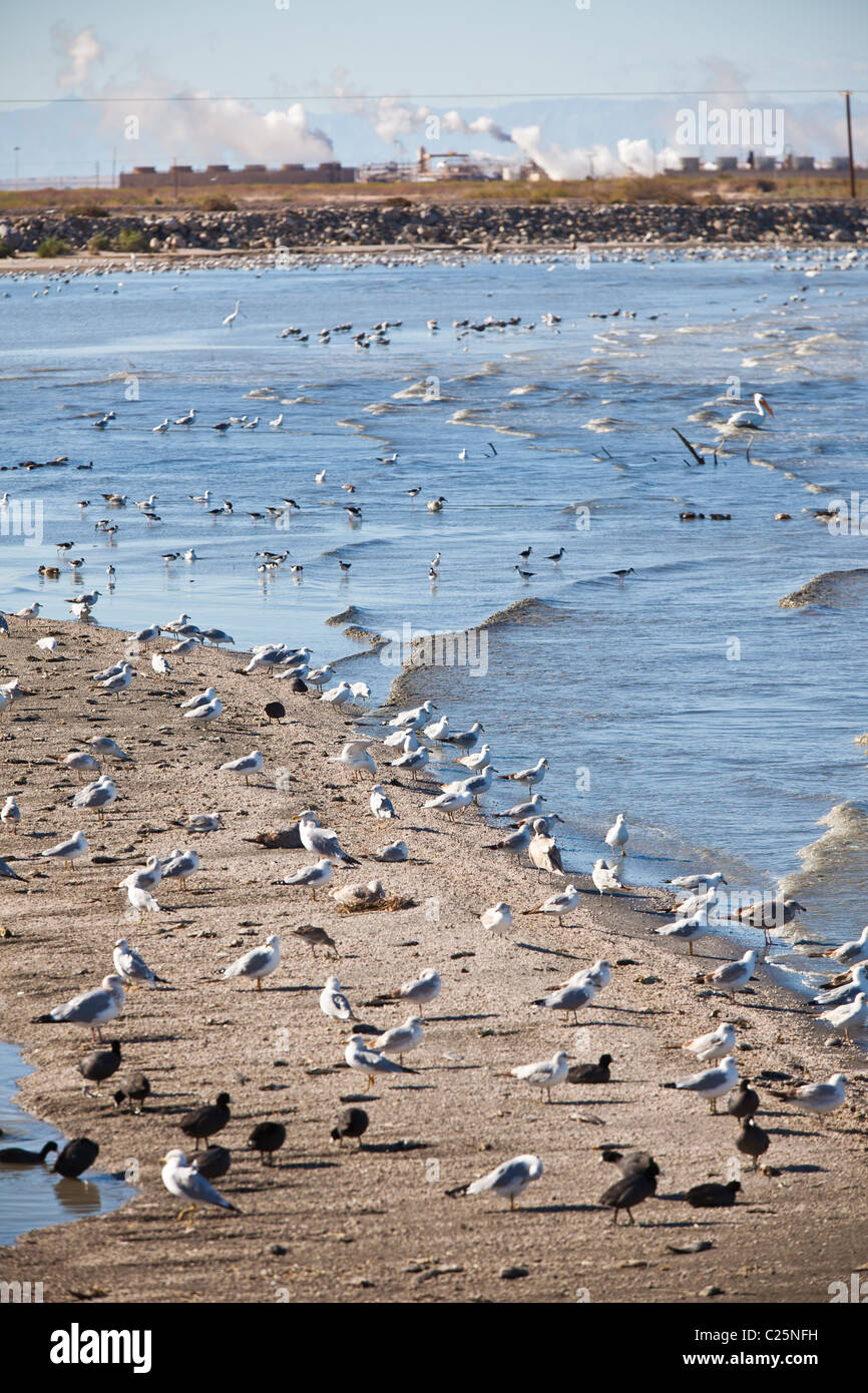 Migrating birds at the Sono Bono National Wildlife Preserve on the Salton Sea, California Stock Photo