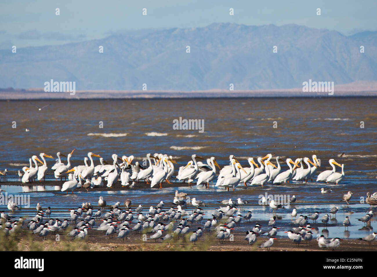 Migrating birds at the Sono Bono National Wildlife Preserve on the Salton Sea, California Stock Photo