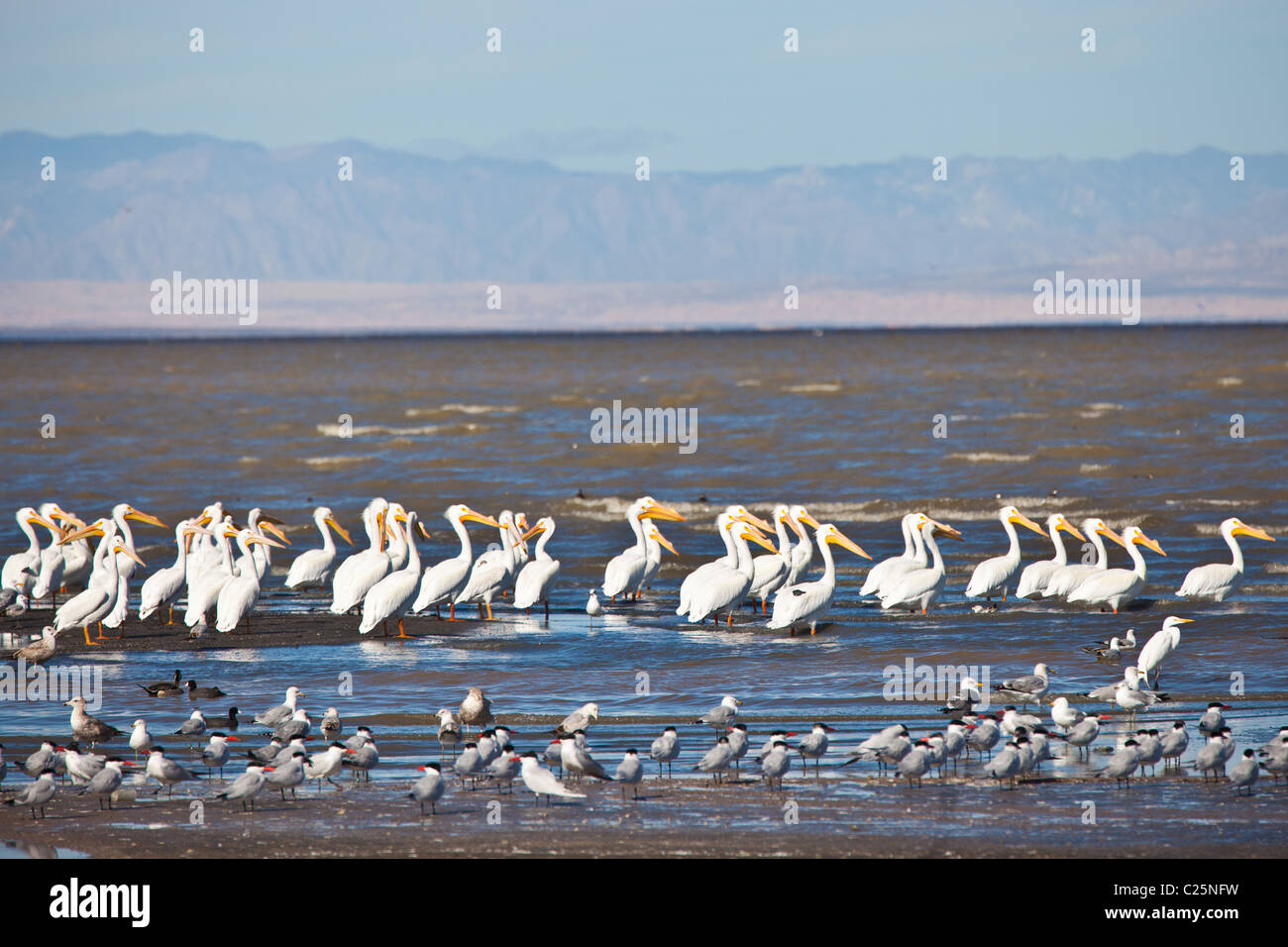 Migrating birds at the Sono Bono National Wildlife Preserve on the Salton Sea, California Stock Photo