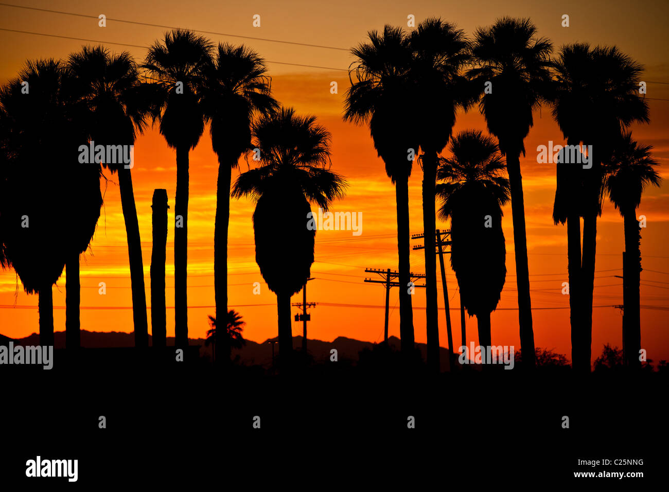 Sunrise over palm trees hi-res stock photography and images - Alamy