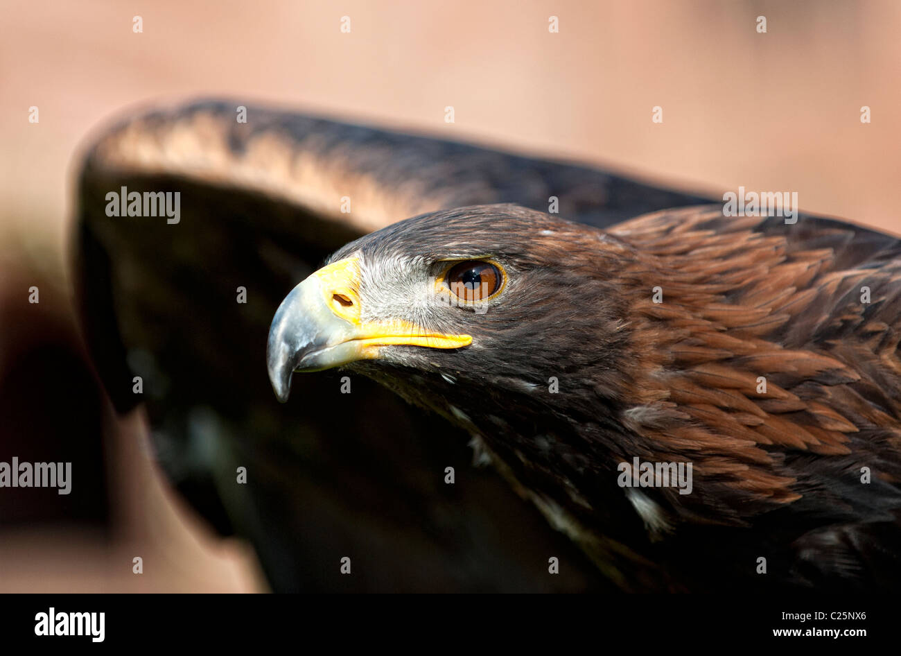 Golden Eagle (Aquila chrysaetos) Stock Photo
