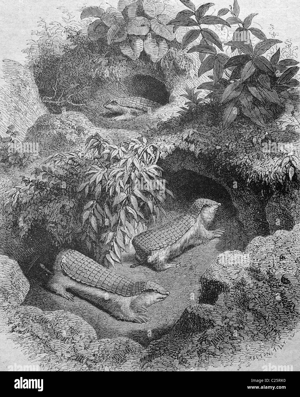Pink Fairy Armadillo or Pichiciego (Chlamyphorus), in front of their den, historical illustration, 1877 Stock Photo